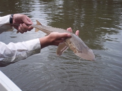 Scaphirhynchus platorynchus