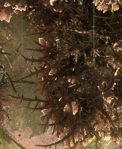 Representative image of Gelidiales