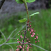 Ribes triste - Photo (c) aarongunnar,  זכויות יוצרים חלקיות (CC BY), uploaded by aarongunnar