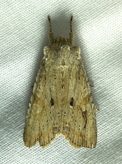 Lithophane patefacta