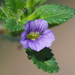 Stemodia verticillata - Photo no rights reserved, uploaded by 葉子