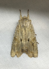 Lithophane patefacta