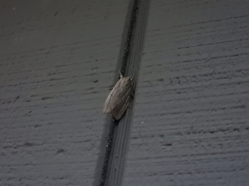Hoary Pinion and Allies photo 4