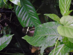 Heliconius clysonymus clysonymus