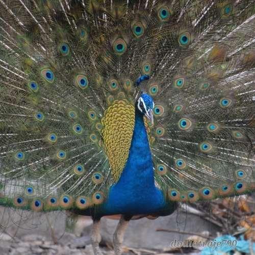 Indian Peafowl