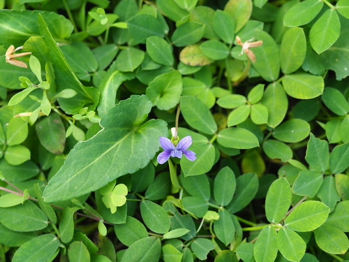 Image of Viola inconspicua by no rights reserved