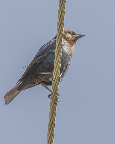 Brown-headed Cowbird photographed in Florida