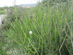 Ephedra californica