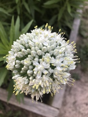 Allium cepa