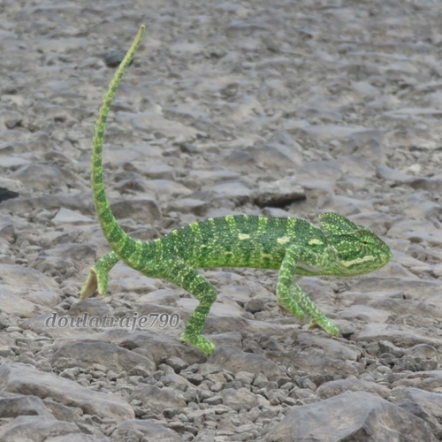 Indian Chameleon