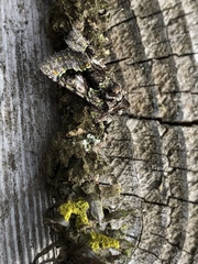 Behrensia conchiformis