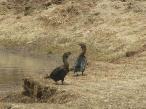 Little Cormorant