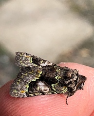 Behrensia conchiformis