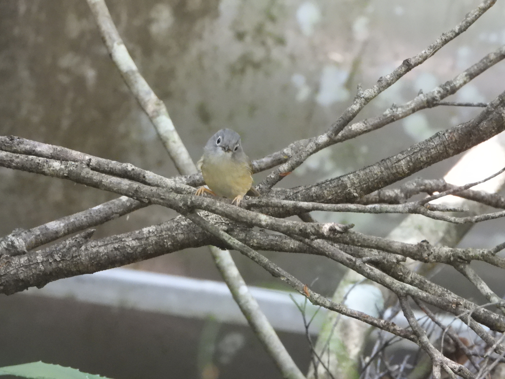 Grey-cheeked Fulvetta