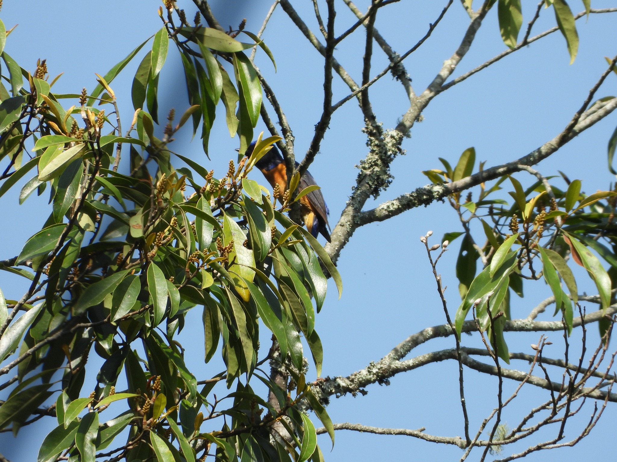 Taiwan Vivid Niltava