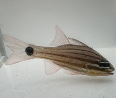 Eleven-Stripe Cardinalfish photo 5