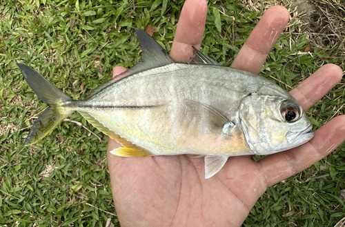 Bigeye Trevally
