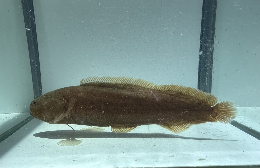 Alionematichthys