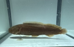 Ryukyu Viviparous Brotula photo 3