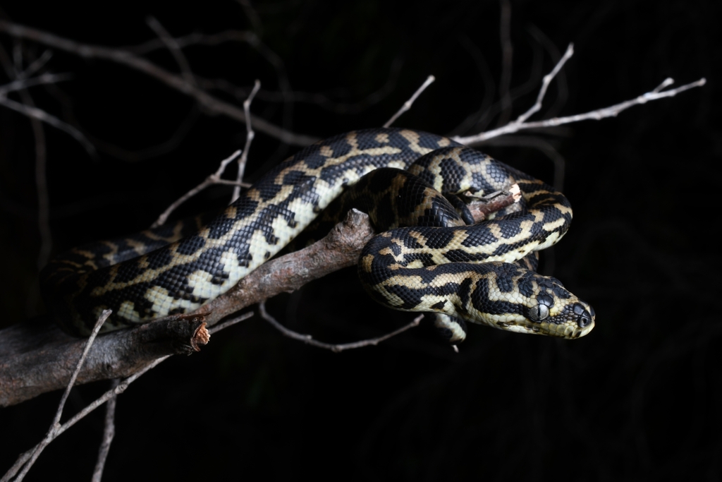 South-Western Carpet Python