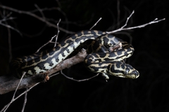 South-Western Carpet Python photo 1