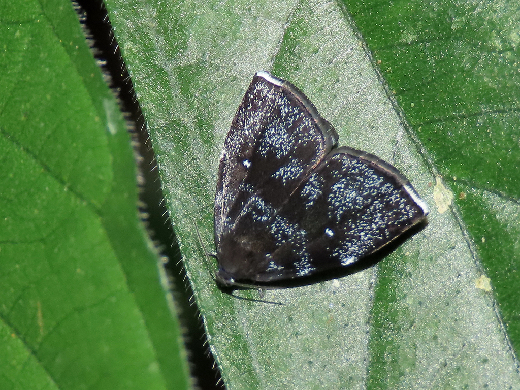Alampla palaeodes