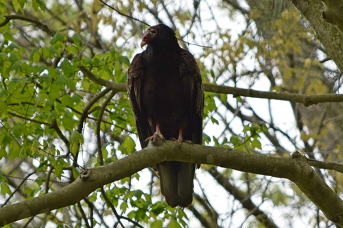 Turkey Vulture photographed in Delaware