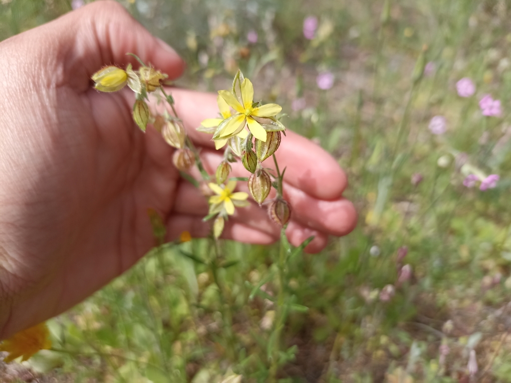 Helianthemum aegyptiacum (Helianthemum aegyptiacum)