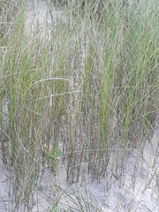 Spartina