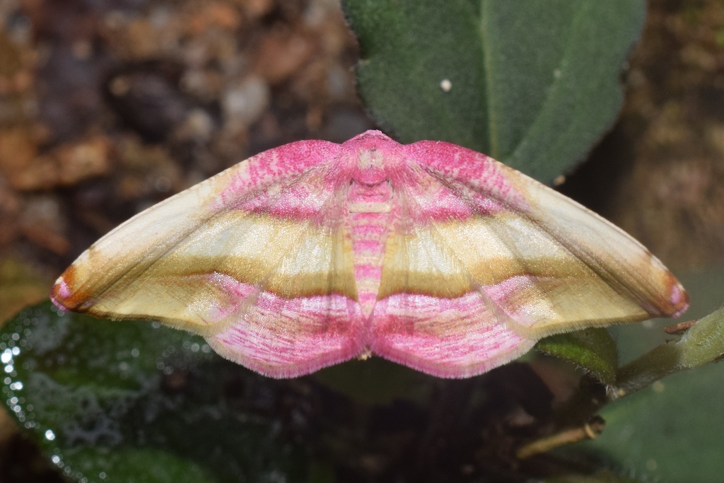 Loxotephria roseata