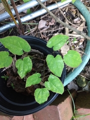 Epimedium sempervirens