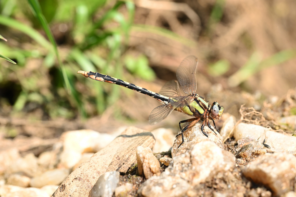Nihonogomphus cultratus