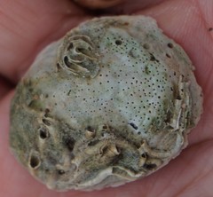 Bryozoa