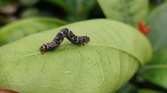 Achrosis incitata