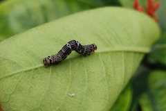 Achrosis incitata