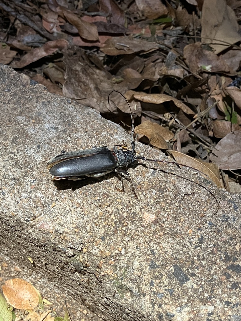 Neoplocaederus pronus