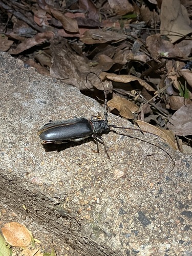 Neoplocaederus pronus