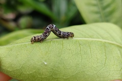 Achrosis incitata
