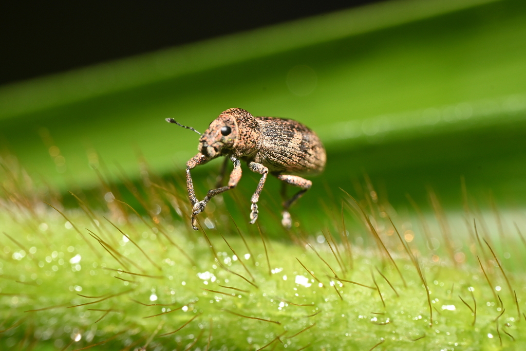 Eugnathus distinctus from 福建农林大学 on April 19, 2024 at 08:59 PM by tref ...