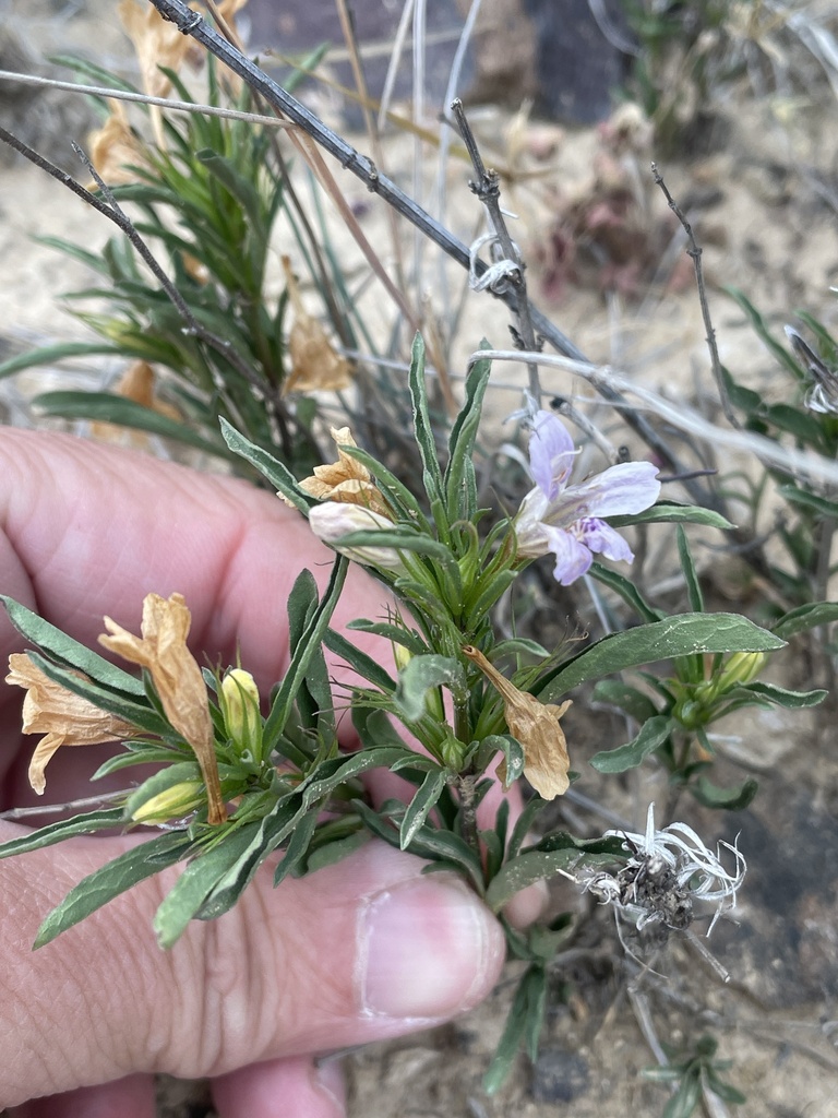 Snakeherb from San Angelo State Park, San Angelo, TX, US on April 19 ...