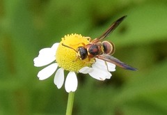 Euodynerus pratensis