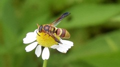 Euodynerus pratensis