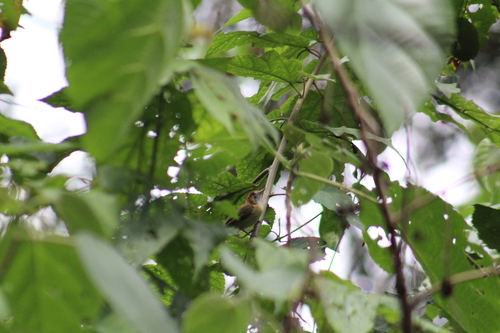 Rufous-naped Greenlet (Pachysylvia semibrunnea), photo 4
