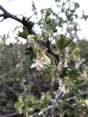 Ribes leptanthum