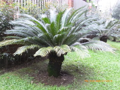 Cycas circinalis