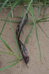 Gleditsia triacanthos