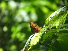Polygonia satyrus