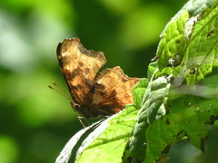 Polygonia satyrus