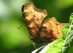 Polygonia satyrus