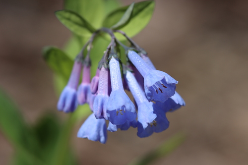 Mertensia virginica